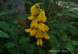 Image result for Crotalaria trichotoma