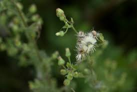 Image result for Pseudoconyza viscosa