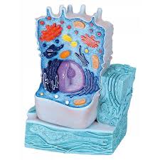 Where, prokaryotes are just bacteria and archaea, eukaryotes are literally everything else. 3b Scientific R04 The Animal Cell Model