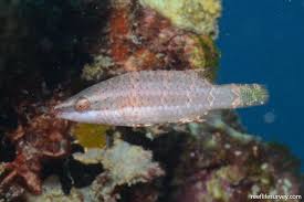 Image result for Rourea orientalis