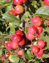 Pommier D Ornement Red Sentinel Malus Le Jardin Du Pic Vert Pommier Chute Des Feuilles Arbuste