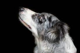 Blue Merle Are Dogs With These Coats Prone To Health Problems