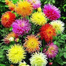 Amazon Com Best Garden Seeds Dahlia Cactus Mix Dahlia Pinnata Variabilis 80 Seeds Patio Lawn Garden Garden Seeds Planting Bulbs Amazing Gardens