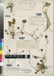 Image result for Ranunculus volkensii