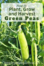 How To Plant Grow Harvest Green Peas Organic Vegetables Growing Vegetables Organic Gardening