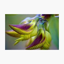 Image result for Crotalaria bernieri