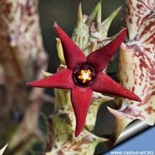 Image result for Orbea paradoxa