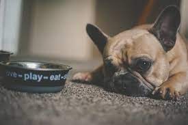 What Can You Feed A Dog Or Cat With No Teeth