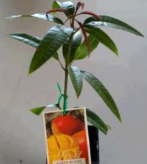 There will be more trees, fertilizer, azomite, and enthusiasm. Kensington Pride Mango 90mm Pots Fruit Tree Lane