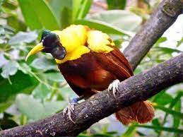 cennet kusu birds of paradise bird pretty birds