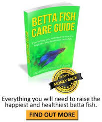 Pin On Bettas