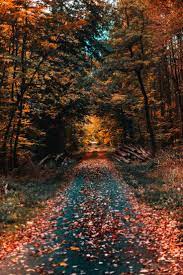 Autumn Road Wallpaper Android Wallpaper Iphone Wallpaper Hdwallpaper Best Wallpaper Pc Hd Fall Wallpaper Free Fall Wallpaper Fall Wallpaper Tumblr