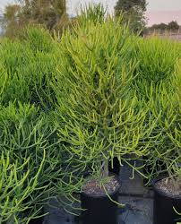 Image result for Euphorbia tirucalli