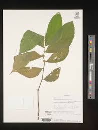 Image result for Elatostema welwitschii