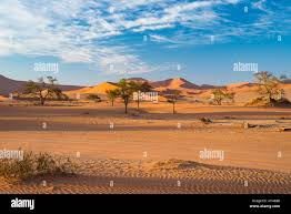 Image result for Cyphostemma hermannioides