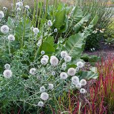 Image result for globe thistle