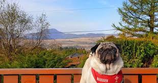 Dog Puppies Goldenlove Cutestgoldens Cutegolden Goldenretriever Goldenretrievers Goldenretrieverpuppy Goldenretrieve Dog Selfie Dog Corner Dog Sitting