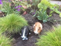 tuin cavia s cavia s huis en tuin en tuin