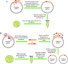 If you are thinking of starting a business in malaysia, you need to understand the processes involved in setting the business up. A Standard Ssm Library Construction Using The One Step Pcr Approach Download Scientific Diagram