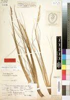 Image result for Festuca abyssinica