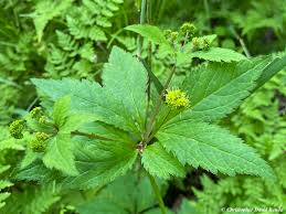 Image result for Sanicula elata