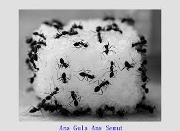 Maka munculah peribahasa mati semut karena gula. Peribahasa Semut Dan Gula Gambar Semut Dan Gula Makna Peribahasa Ada Gula Ada Semut Gobel Basuki