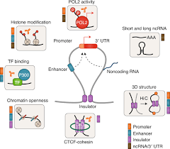 One method of getting a broad feel for an individual's psychological make up is to look at the composition of the chart in relation to the elements. Illuminating The Noncoding Genome In Cancer Nature Cancer