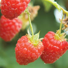 Here are several thorn free types available so if you have an aversion to spines look out for the varieties glen lyon, glen prosen are a choice and delicious variation with a sweeter, milder flavour than tradiitonal red varieties. Canby Raspberry Gardens Alive