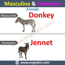 Mammals Meaning In Hindi Pets Lovers