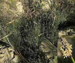 Image result for Eleocharis geniculata