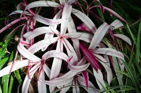 Image result for Crinum asiaticum