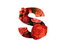 We did not find results for: Floral Font Letter S From A Real Red Orange Roses For Bright Design Stylish Font Of Flowers For Conceptual Ideas Stock Photo Image Of Flower Conceptual 142881874