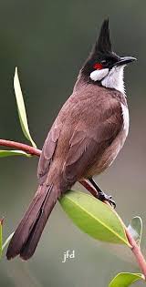Bird With Red Mohawk And Orange Beak Pin On Animals