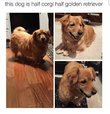This Dog Is Half Corgi Half Golden Retriever Corgi Meme On Me Me