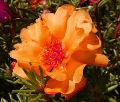 Image result for Portulaca