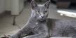Korat Cat Breed Information - Vetstreet