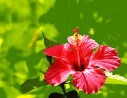 With their beautiful flowers, hibiscus plants can add a burst of color to your home. Hibiscus Leaves Poisonous To Dogs Cheap Buy Online