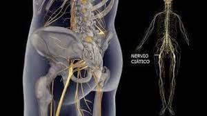 Biodescodificacion Nervio Ciatico Youtube