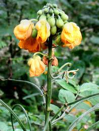 Image result for Senna hirsuta