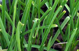 Wild Onion Removal How To Get Rid Of Allium Canadense Wild Onions