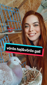 red hair, red pigeon 😄 1000 követő után megígértem, hogy LIVE-ban  kitakarítom a ketrecet patyolatra! 😆 Ha szeretnétek minél előbb látni,  akkor kövessetek be❤️ #filter #funny #pigeonracing #postagalamb ...