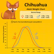 According to the american kennel club, a chihuahua should weigh no more than 6 pounds, with no minimum weight requirement. Chihuahua Weight Chart 11pets