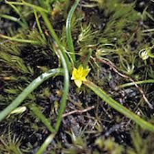 Image result for Hypoxis parvifolia