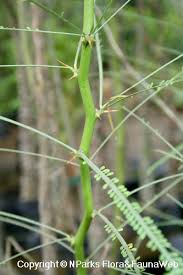 Image result for Parkinsonia aculeata
