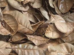We did not find results for: Daun Kering Kompasiana Com