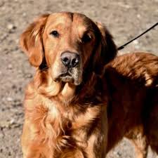 An adoption of a rescued golden retriever is a lifetime commitment to your new dog. Golden Retriever Puppies Colorado Springs Co Review At Puppies Api Ufc Com