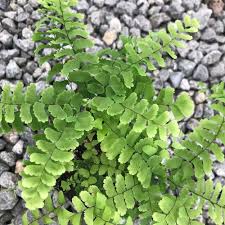 Image result for Adiantum patens
