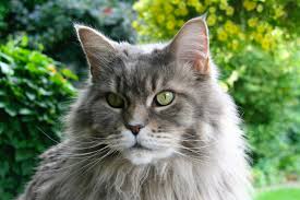 They're big boned and muscular, with males weighing up to 18 pounds. Everything You Need To Know About Maine Coon Cats Life As A Human