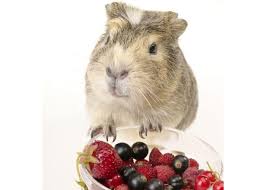 Since it belongs to the family of other berries like blackberry, this fruit does have the antioxidants which help in fighting the free radicals. Can Guinea Pigs Eat Raspberries Vet Explains Pets