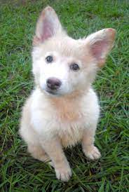 Mini Me White Mutts Shepherd Puppies German Shepherd Husky German Shepherd Puppies